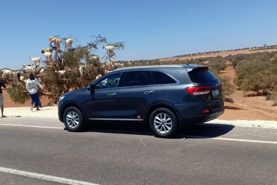 Taxi Aéroport de Marrakech – Essaouira : transfert privé